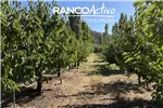  Venta  Agrícola en Quillón  $833.017.680 UF20.240 