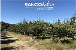  Venta  Agrícola en Quillón  $833.017.680 UF20.240 